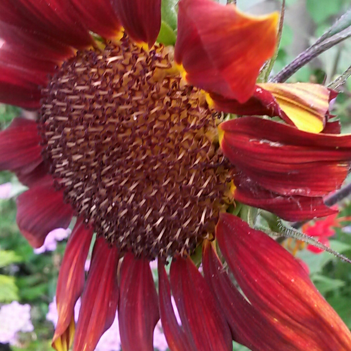 Plant image Helianthus annuus 'Prado Red'