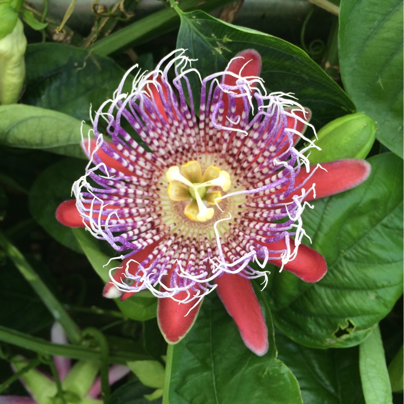 Plant image Passiflora alata