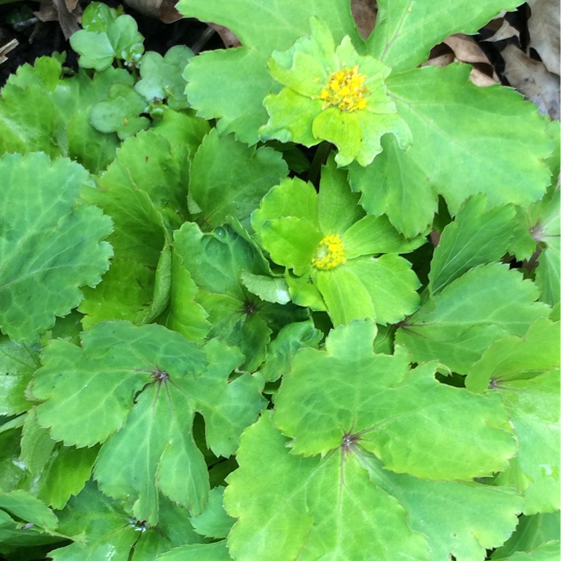 Plant image Hacquetia epipactis