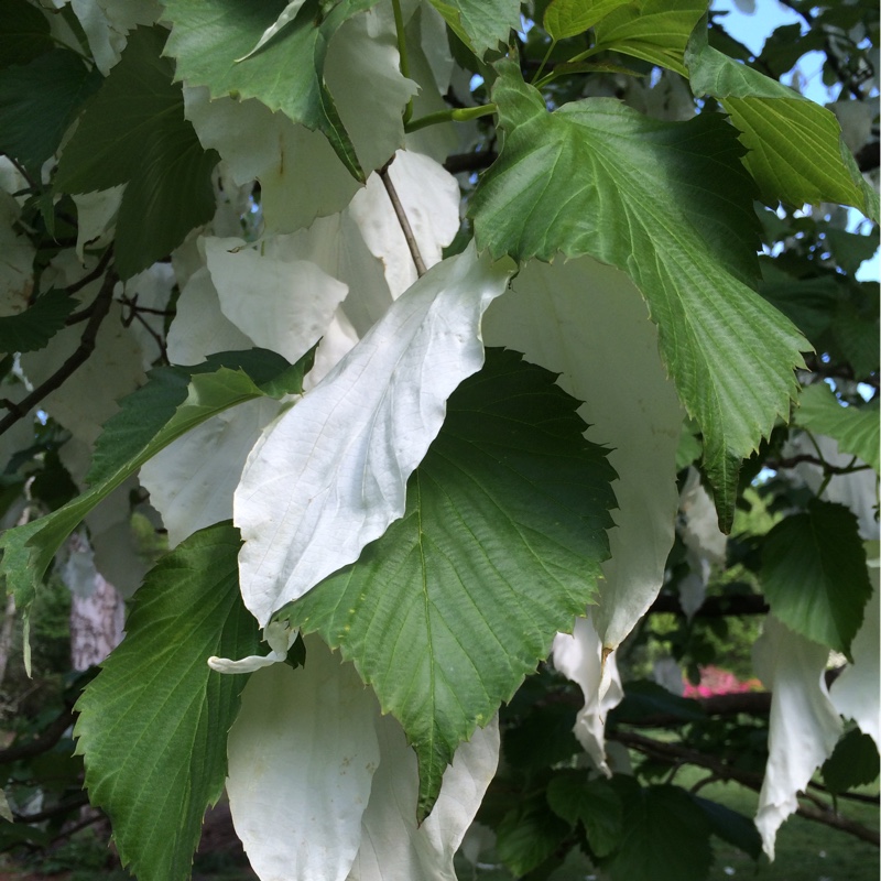 Plant image Davidia Involucrata