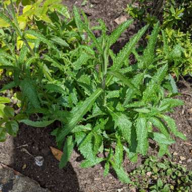 Purple Top Vervain