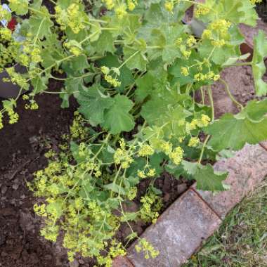 Lady's Mantle