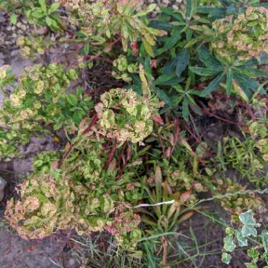 Wood Spurge 'Purpurea'