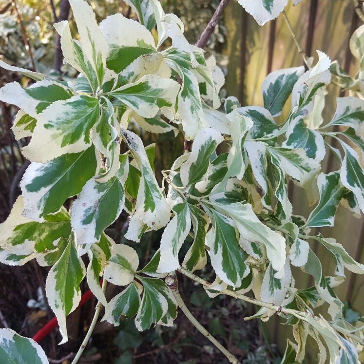 Plant image Euonymus japonicus 'Kathy'