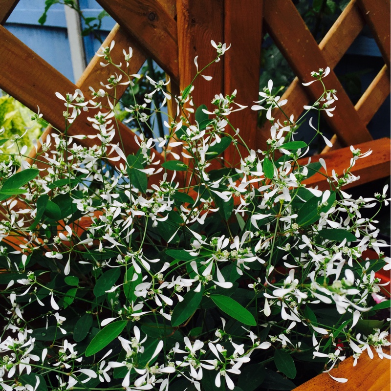 Plant image Euphorbia leucocephala 'Snow Flake'