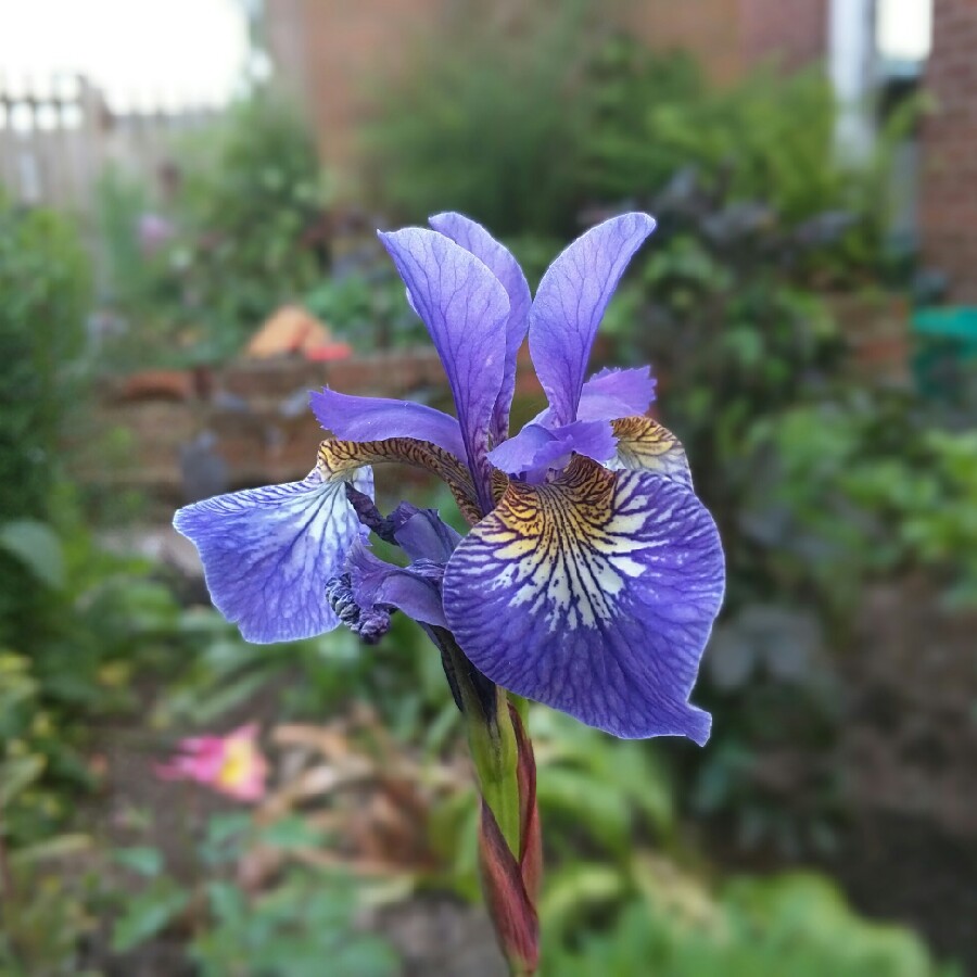 Siberian Iris