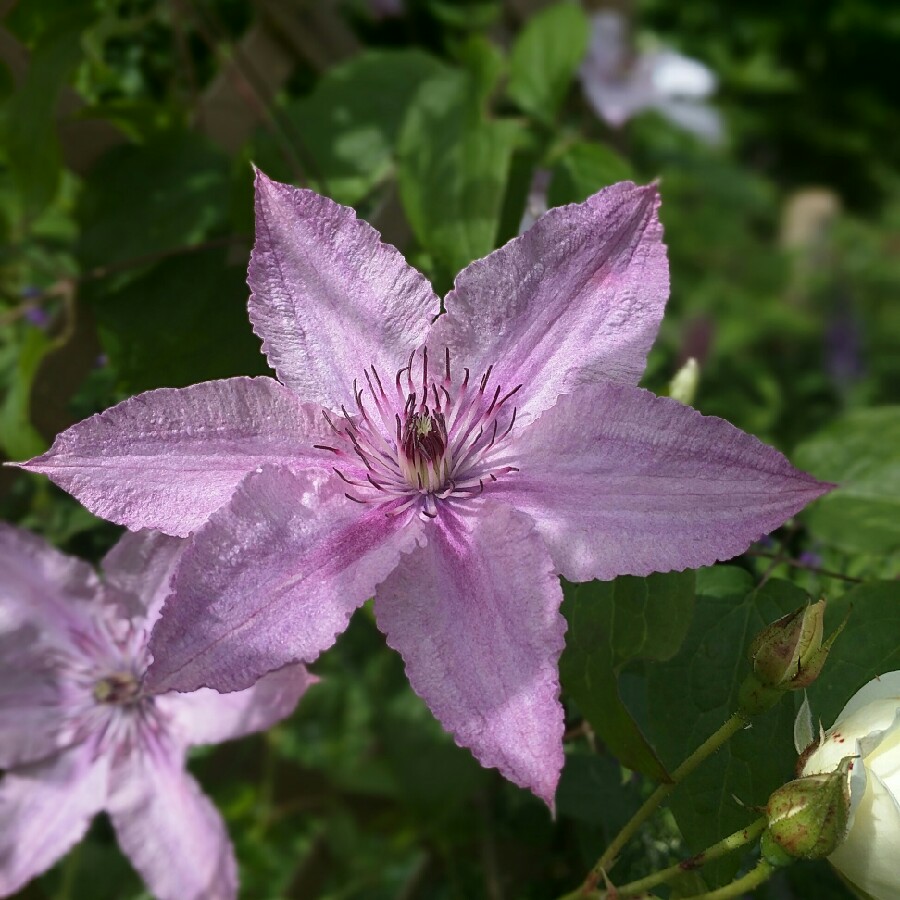 Joanne's garden