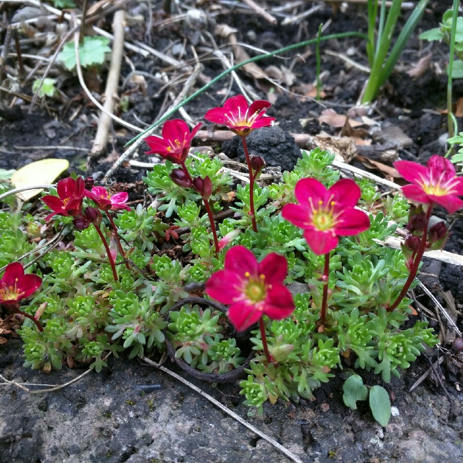 Saxifrage 'Touran Red'