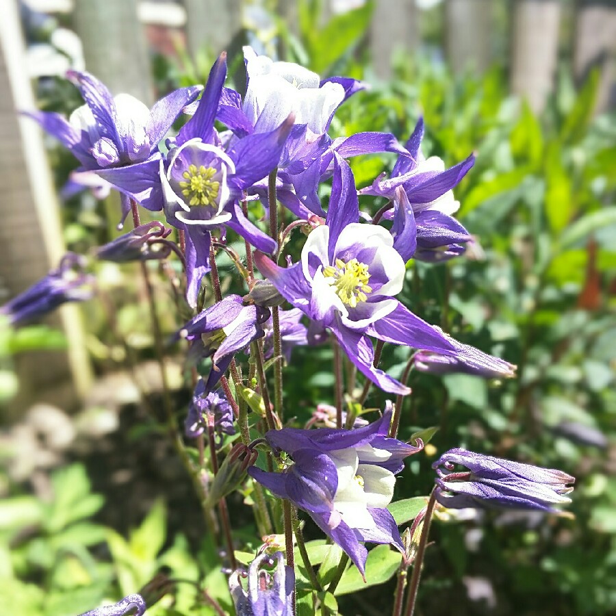 Columbine