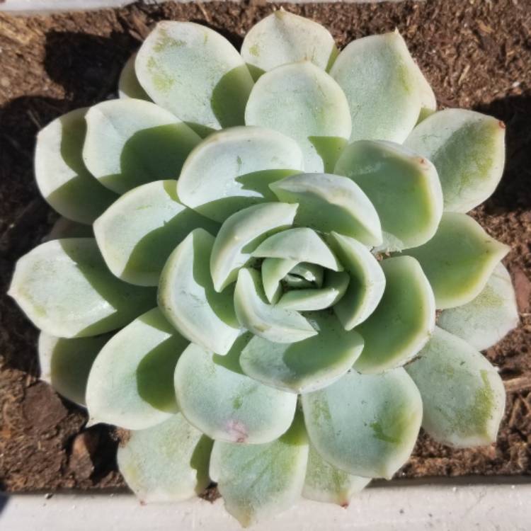 Plant image Echeveria Arctic Ice