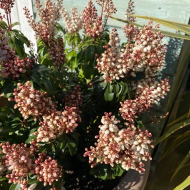 Pieris 'Katsura'