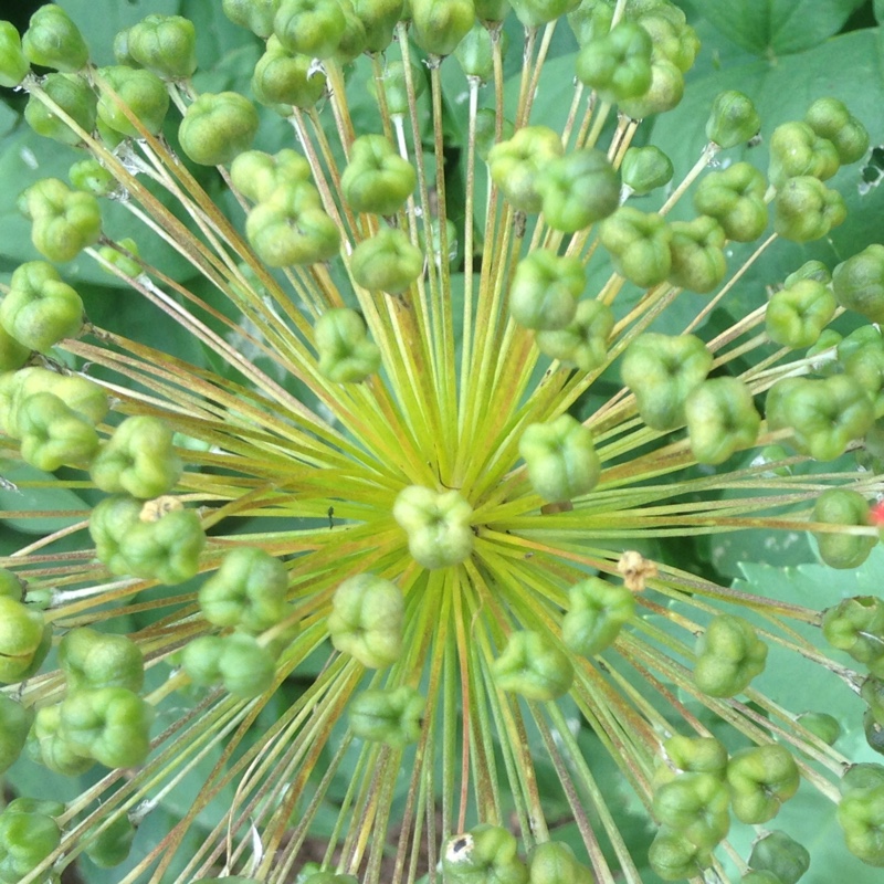 Plant image Euphorbia leucocephala 'Snow Flake'