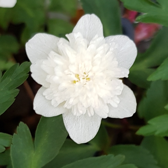 Plant image Anemone nemorosa 'Flore Pleno'