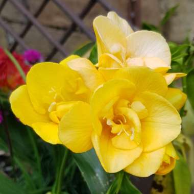 Freesia