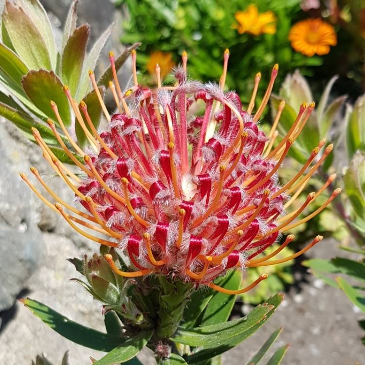 Plant image Leucospermum 'Mardi Gras Petite'