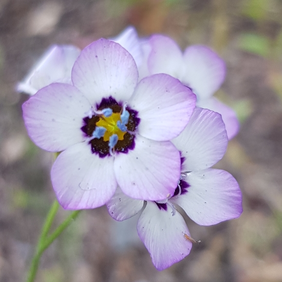 Plant image Gilia tricolor