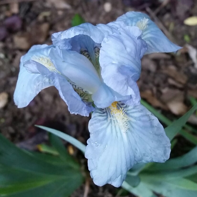 Plant image Iris pumila