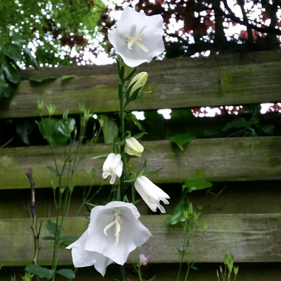 Campanula persicifolia