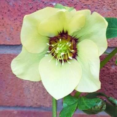 Helleborus x hybridus 'Single Yellow With Dark Eye'