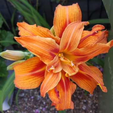 Hemerocallis fulva 'Kwanso' syn. Hemerocallis 'Kwanso'