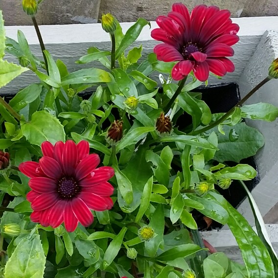 Plant image Osteospermum 'Serenity Red'