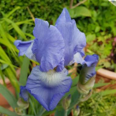 Iris x germanica 'Jane Phillips'