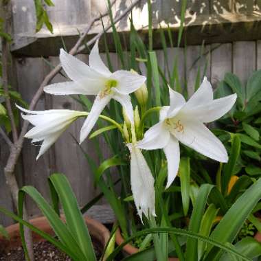 Crinum x powellii 'Album'