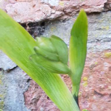 Iris Confusa 'Martyn Rix'