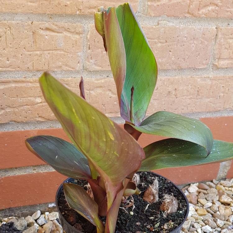 Plant image Canna 'Happy Wilma' (Cannasol Series)