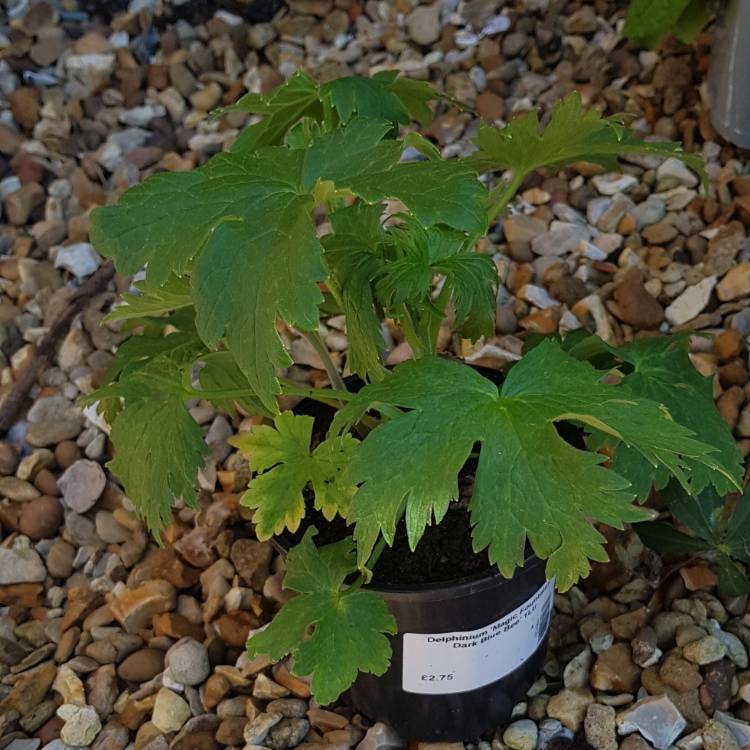 Plant image Delphinium Cultorum 'Dark Blue White Bee'