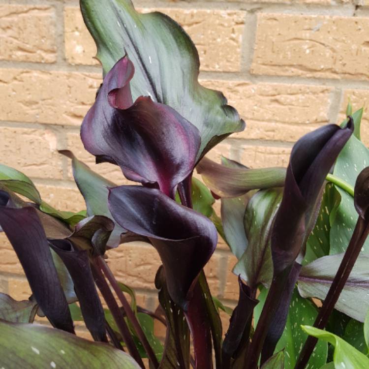 Plant image Zantedeschia 'Memories'