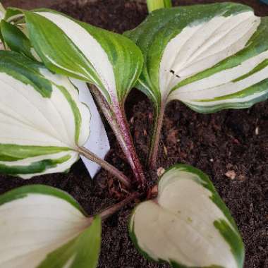 Hosta 'Raspberry Sundae'