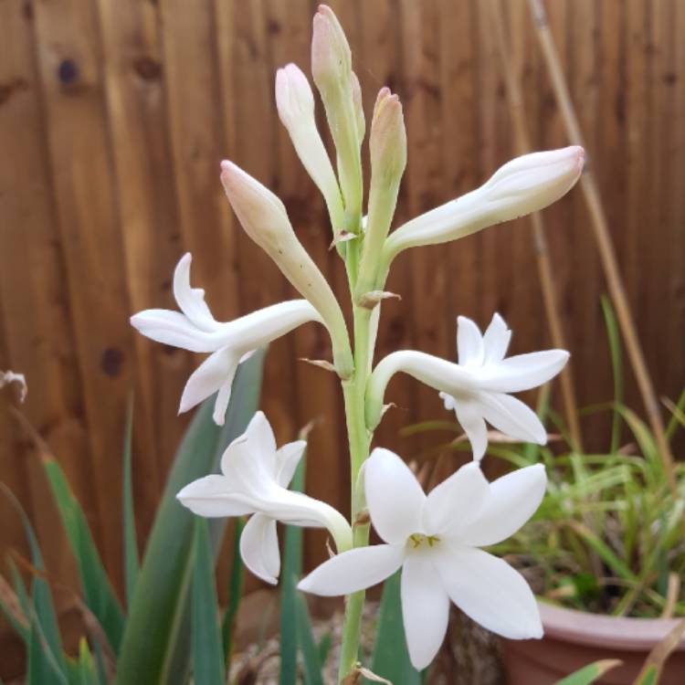 Plant image Polianthes tuberosa