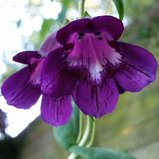 Plant image Penstemon 'Pensham Plum Jerkin'