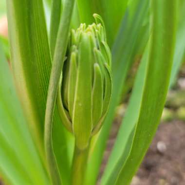 Camassia