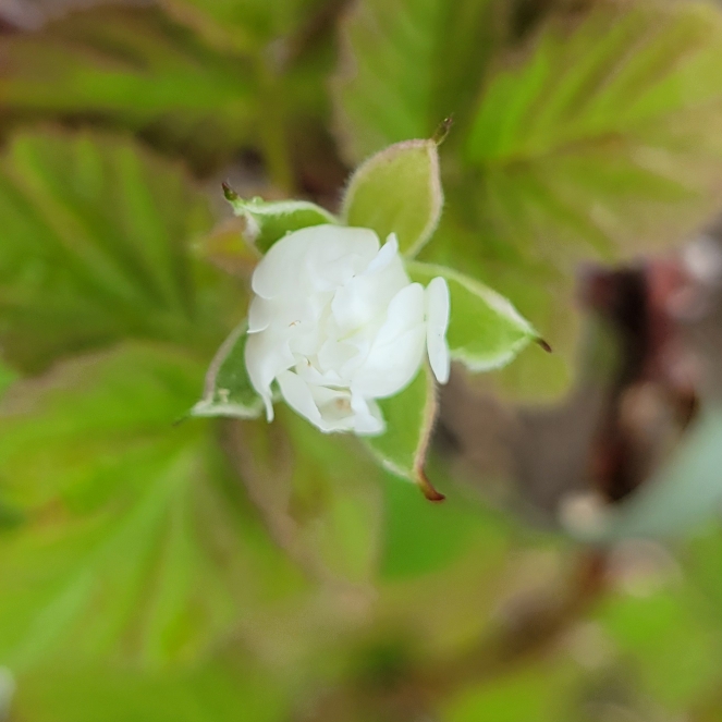 Plant image Rubus x loganobaccus