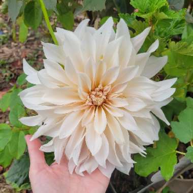 Dahlia 'Cafe au Lait' (Decorative)