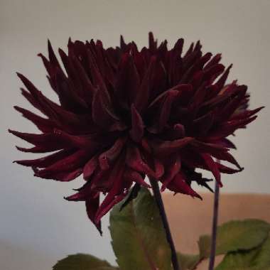 Dahlia 'Black Jack' (Semi-cactus)