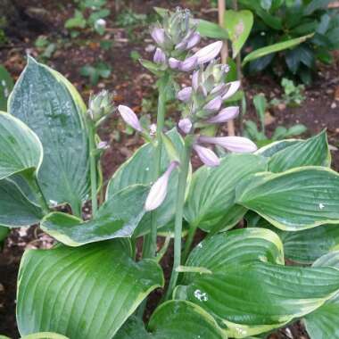 Hosta 'Aureomarginata' (ventricosa) syn. Hosta ventricosa 'Aureomarginata', Hosta 'Variegata' (ventricosa), Hosta 'Ventricosa Variegata'