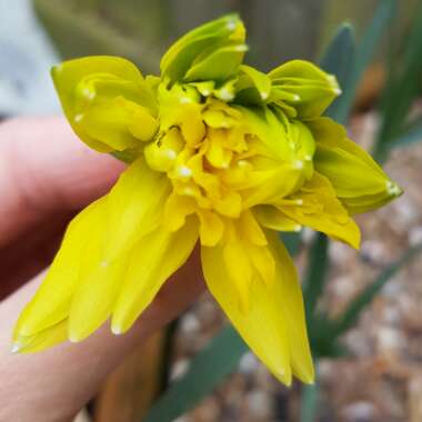 Narcissus 'Rip van Winkle' syn. Narcissus 'Plenus'