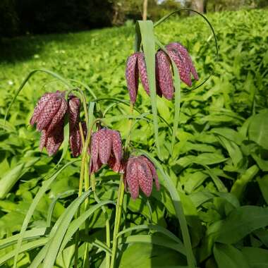 Fritillaria meleagris