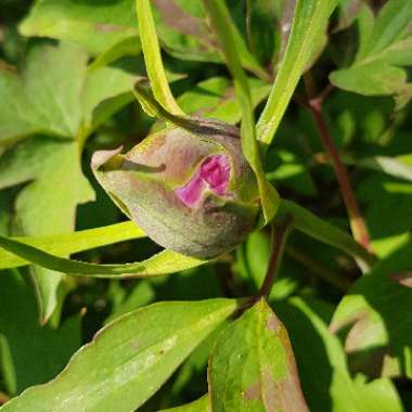 Paeonia x suffruticosa 'Rou Fu Rong'