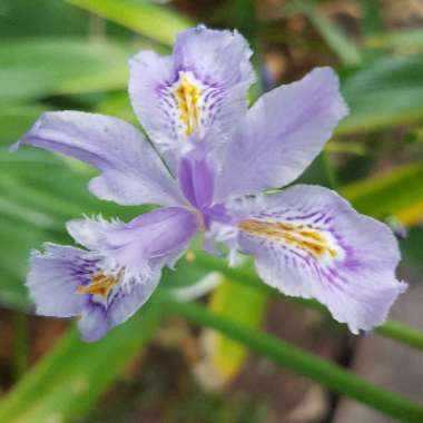 Iris Confusa 'Martyn Rix'