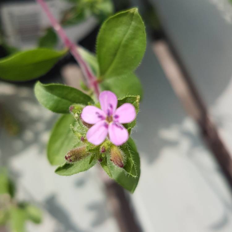 Plant image Saponaria ocymoides syn. Silene ocymoides