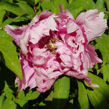 Paeonia x suffruticosa 'Rou Fu Rong'