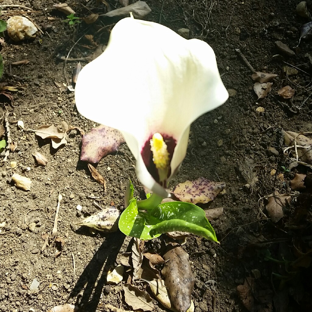 Plant image Zantedeschia albomaculata