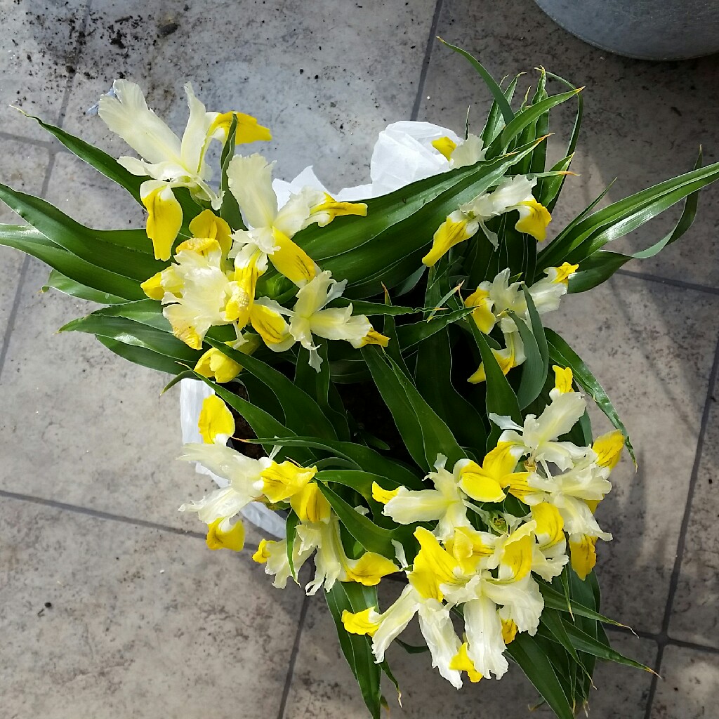 Plant image Iris 'Bucharica'