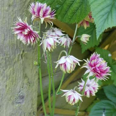 Aquilegia vulgaris var. stellata 'Nora Barlow'