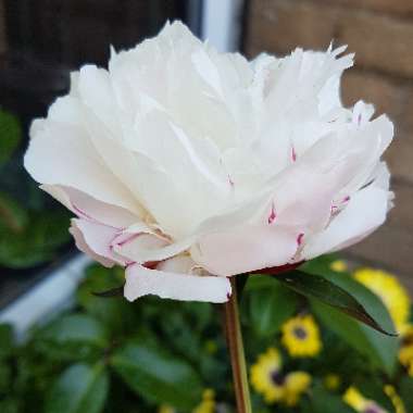 Paeonia lactiflora 'Shirley Temple'