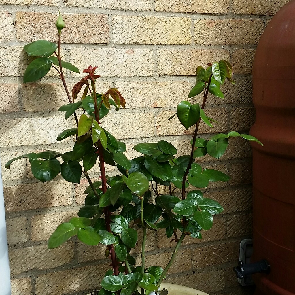 Rosa 'Madame A. Meilland' syn. Rosa 'Peace', Rosa 'Gloria Dei', Rosa 'Gioia'